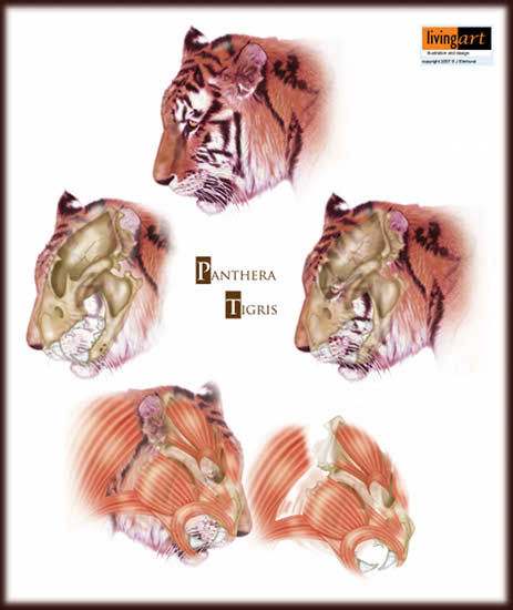 Living Art Tiger Sample