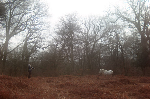 Meeting in the mist A woman and a horse facing each other in the English Countryside