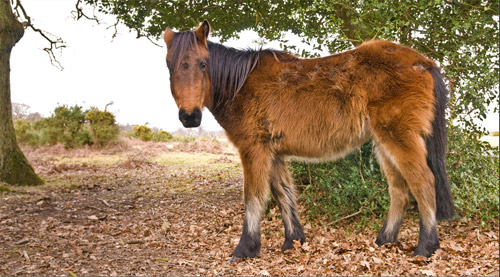 Horse in New Forest Horse in New Forest