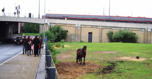 Anyone need a ride? Horse standing in a field next to a motorway