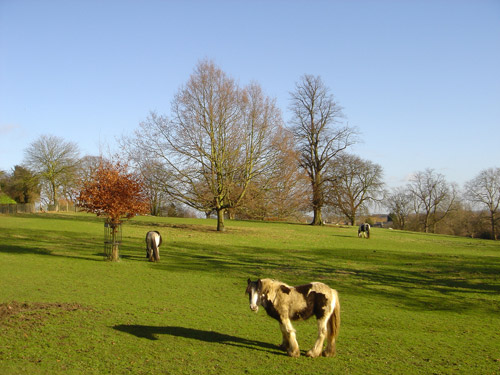 Draft horses in the English Countryside