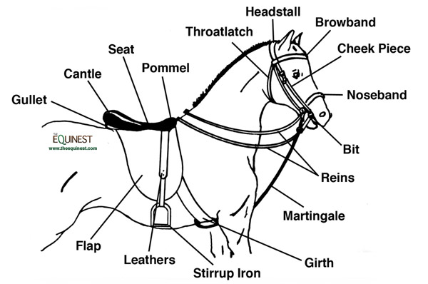 English Horse Tack Terminology