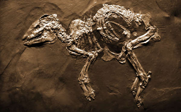 Eohippus Skeleton