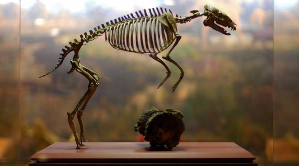 Eohippus Skeleton