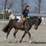 Costs Horse Costs