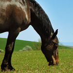 Feed Horse Feed