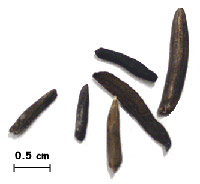 ergot grains ergot grains