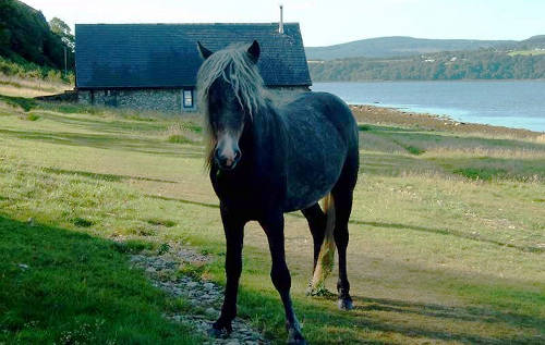 Eriskay Pony