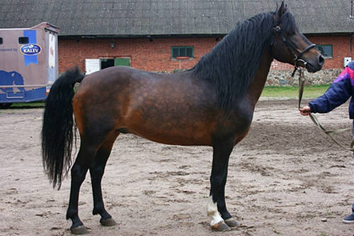 Estonian Native Horse