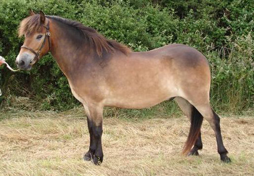 Exmoor Pony