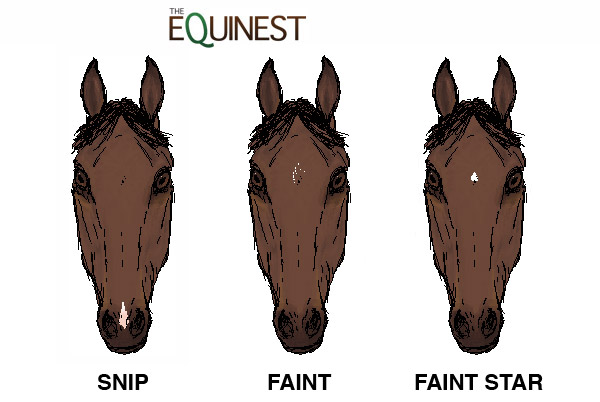 Horse Face Markings