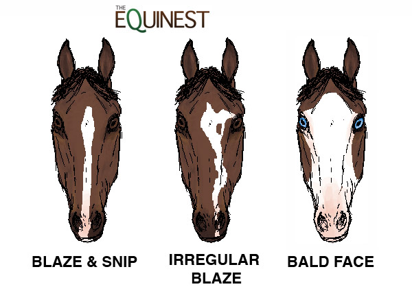 Horse Face Markings