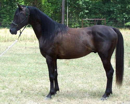 fading-black-horse.jpg