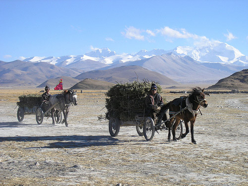 Horses pulling carts