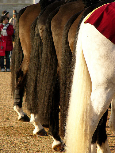 A row of horse butts