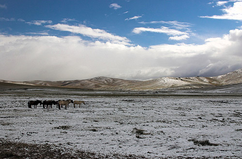 And then winter came Horses in a winter landscape