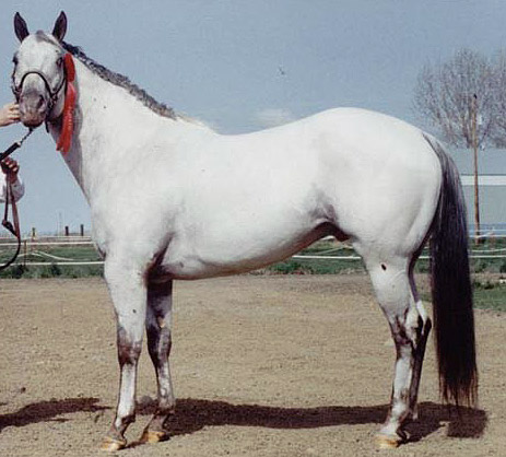 Few Spot Leopard Appaloosa Few Spot Leopard Appaloosa