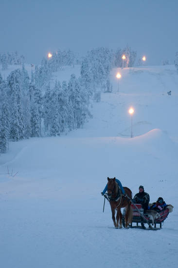 Horse in Finland Horse in Finland