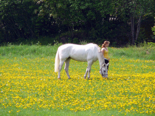 Horse grazing in Finland Horse grazing in Finland