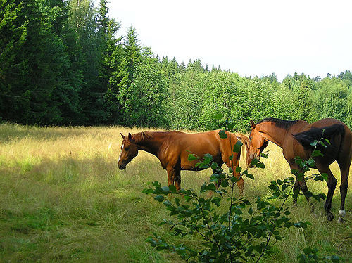 Horses in Finland Horses in Finland