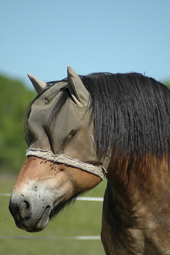 Horse in Finland Horse in Finland