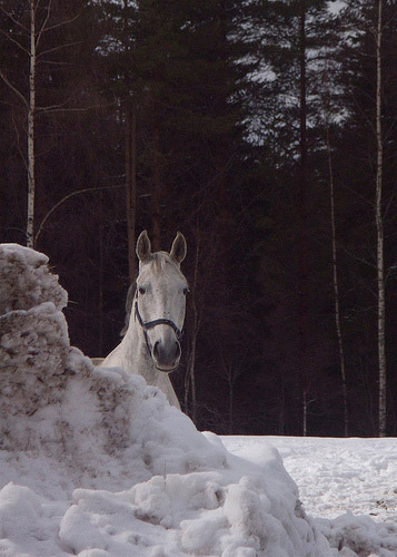 Horse in Finland Horse in Finland