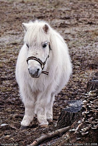 Horse in Finland Horse in Finland