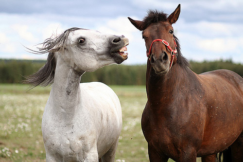 Horses in Finland Horses in Finland