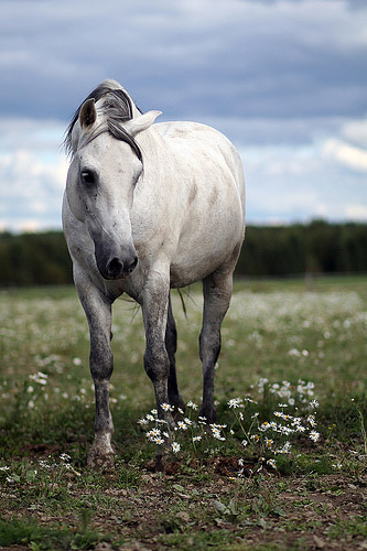 Horse in Finland Horse in Finland