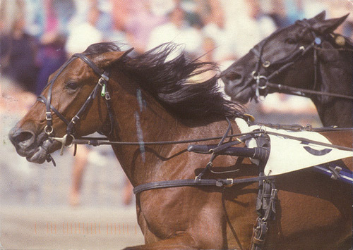 Horses racing in Finland Horses racing in Finland