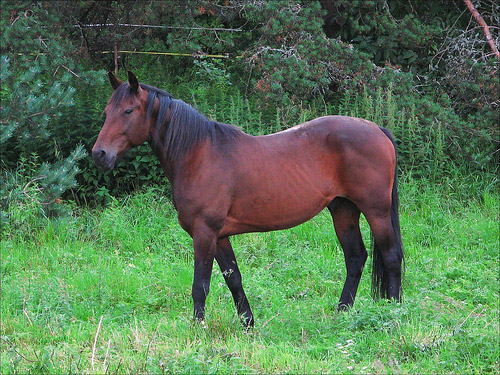 Horse in Finland Horse in Finland