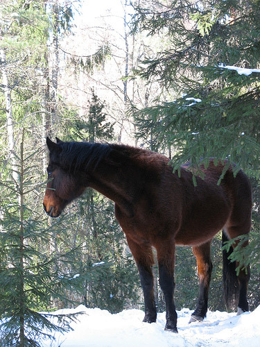 Horse in the snow in Finland Horse in the snow in Finland