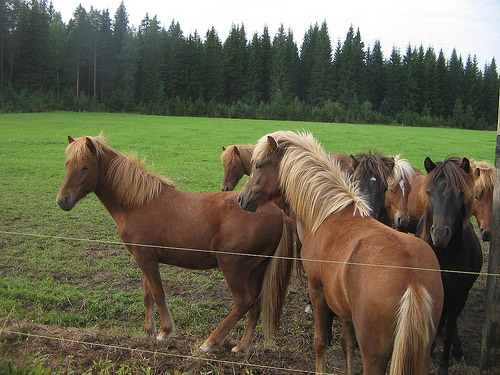 Horses in Finland Horses in Finland