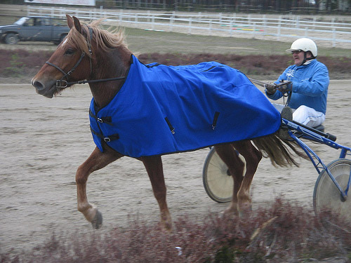 Horse and sulky in Finland Horse and sulky in Finland