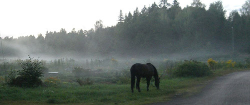 Horse grazing in Finland Horse grazing in Finland