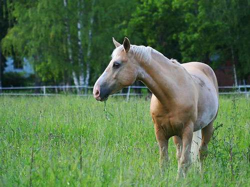 Horse in Finland Horse in Finland
