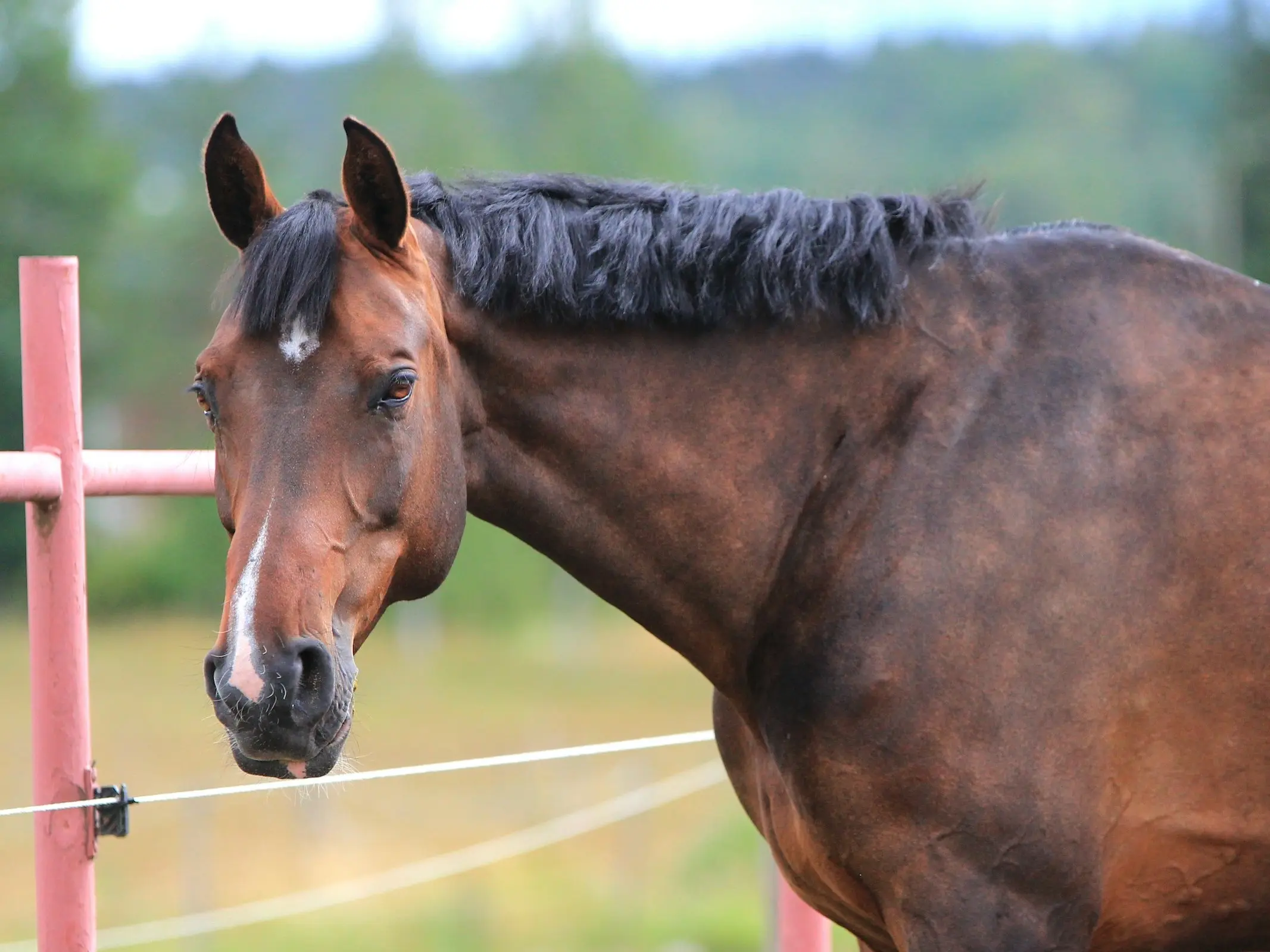 Finnish Warmblood Horse