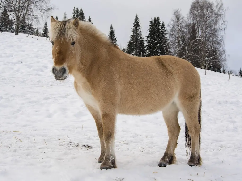 Fjord Horse