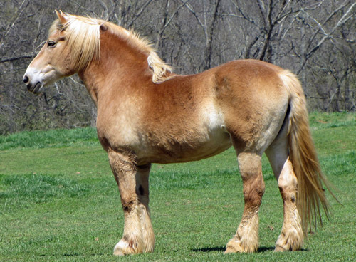 Flaxen Horse