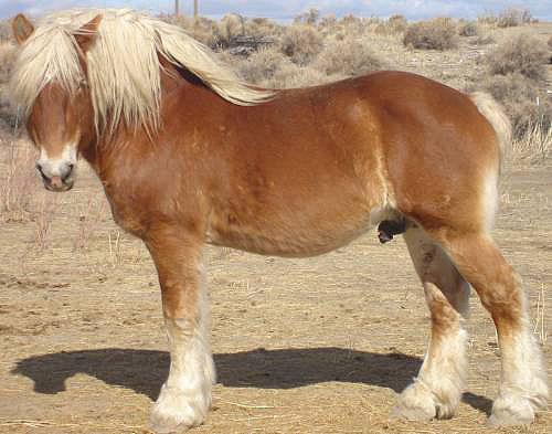 Flaxen Horse