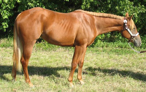 Flaxen Horse