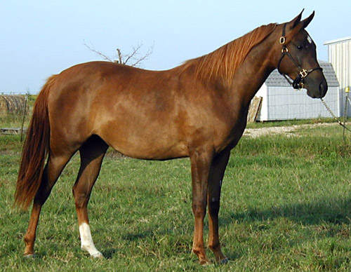 Flaxen Horse