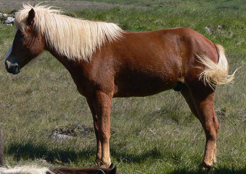 Flaxen Horse