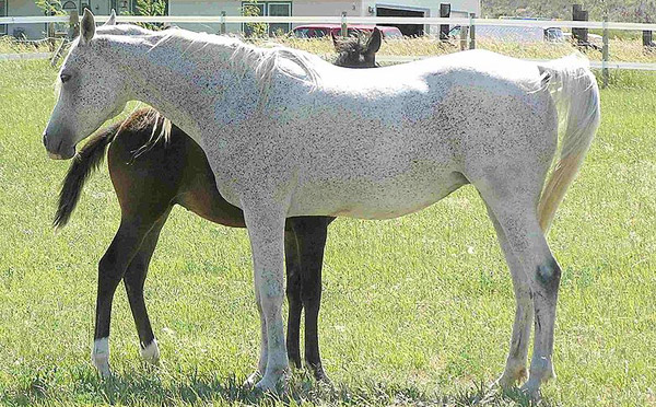 Fleabitten Grey Horse