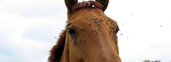 Focusing on the flies Flies on a horse