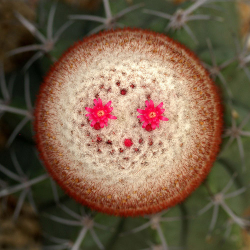 Flower Face