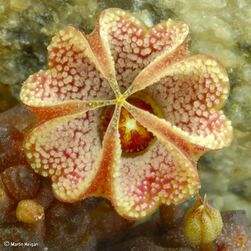 Flower Macro Flower Macro