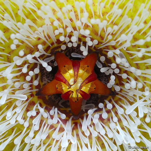 Flower Macro Flower Macro