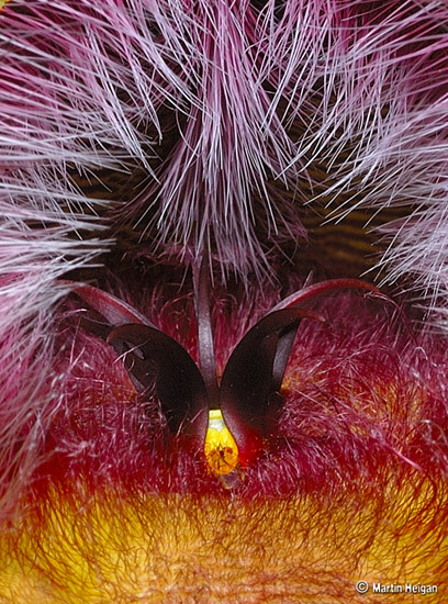 Flower Macro Flower Macro