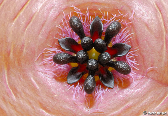 Flower Macro